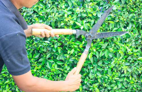 cutting bushes with tools